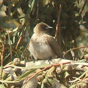 Common Bulbul
